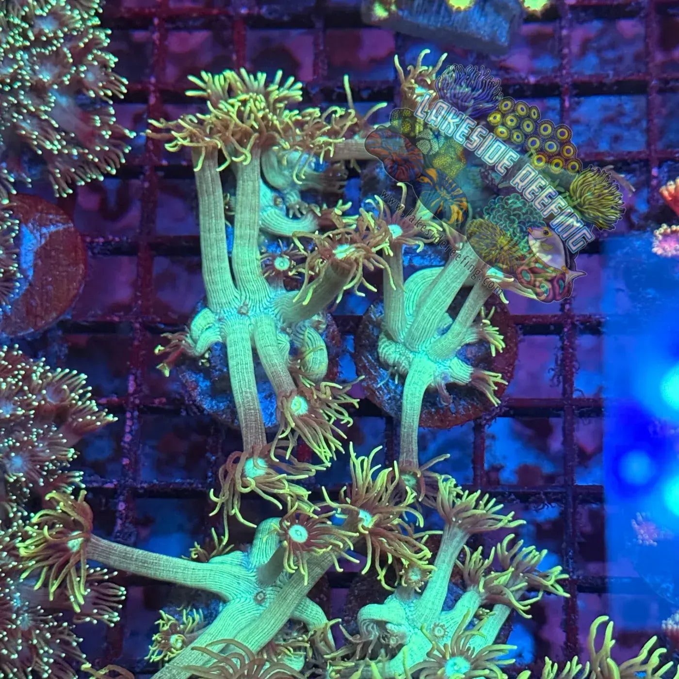 Mint Green Goni Coral Frag Lakeside Reefing