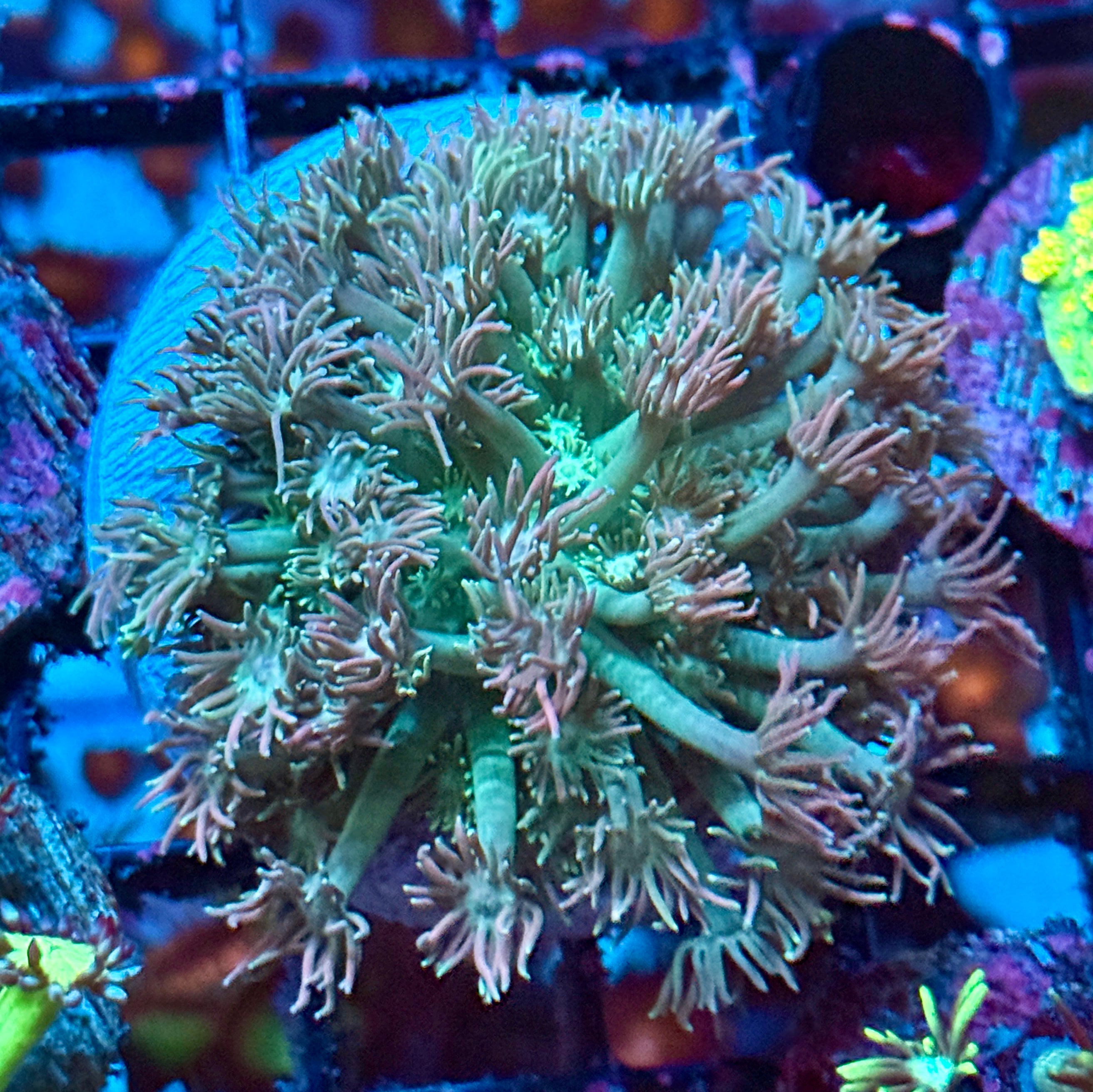 Large Rainbow Goni Frag