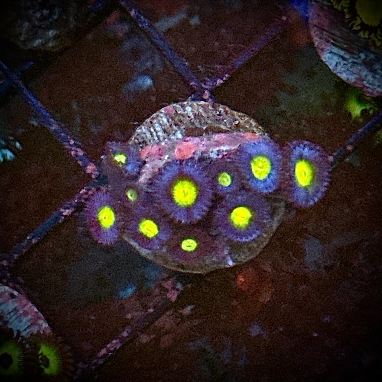 ACI Cultured AOI Zoanthids