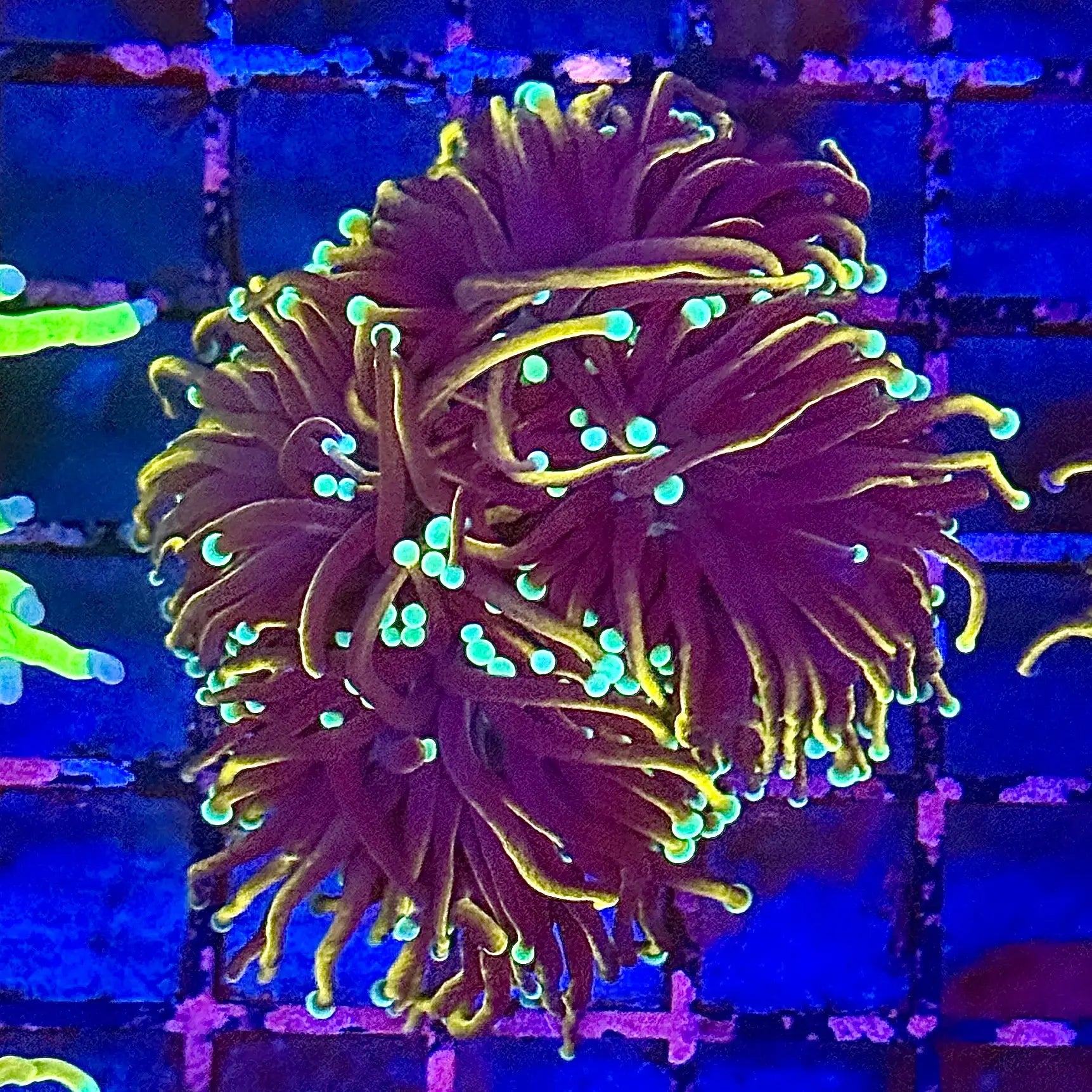 Jester Torch Coral R4B6