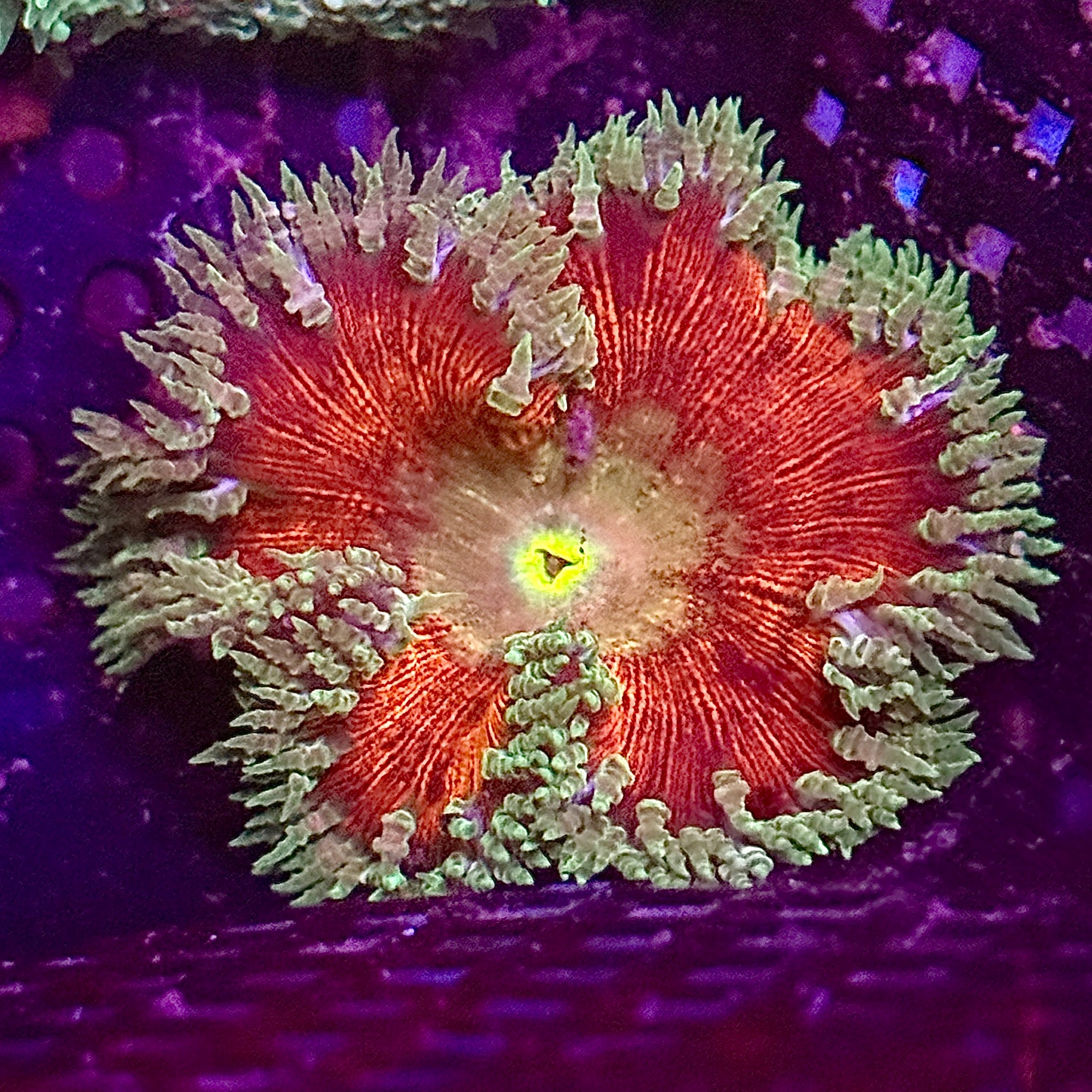 Dark Green and Red Rock Flower Anemone