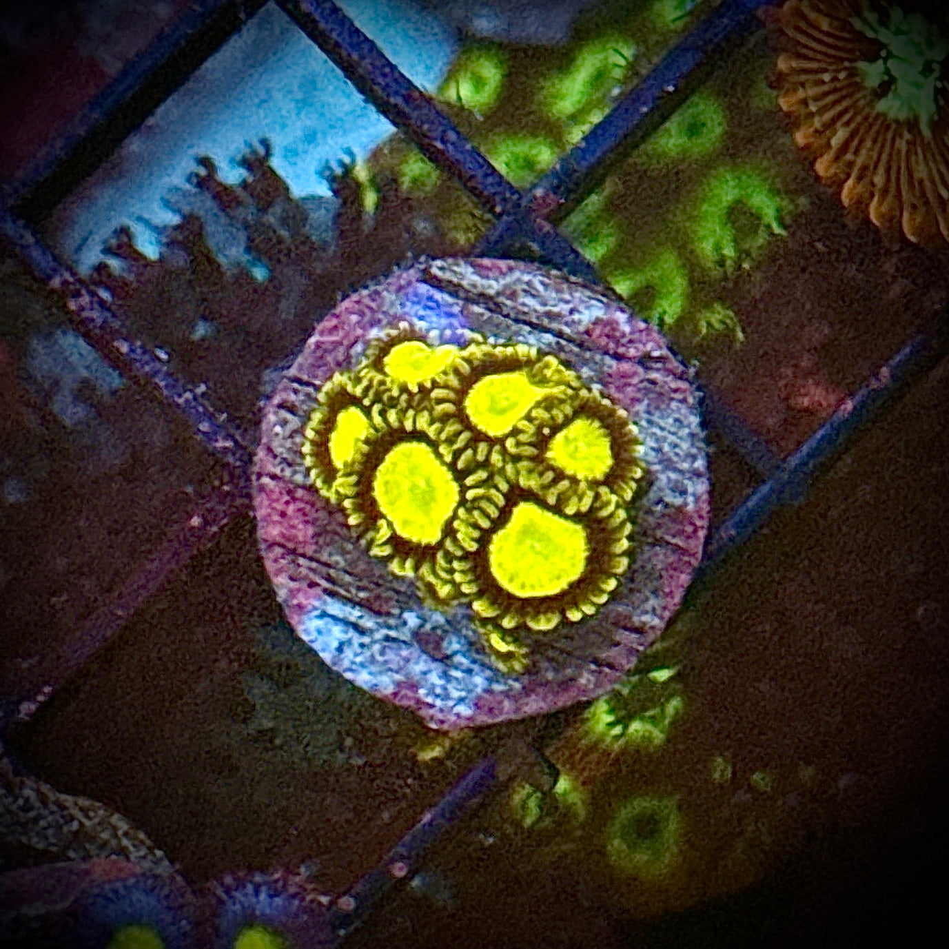 ACI King Midas Zoanthids