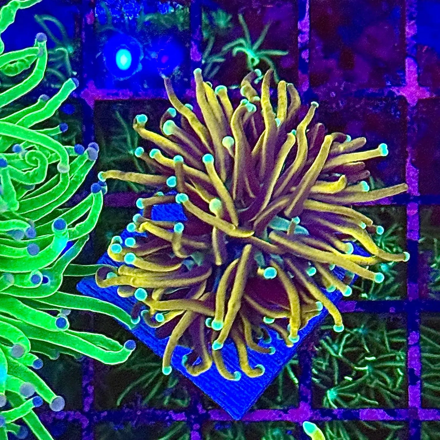 Hellfire Torch Coral R4B3