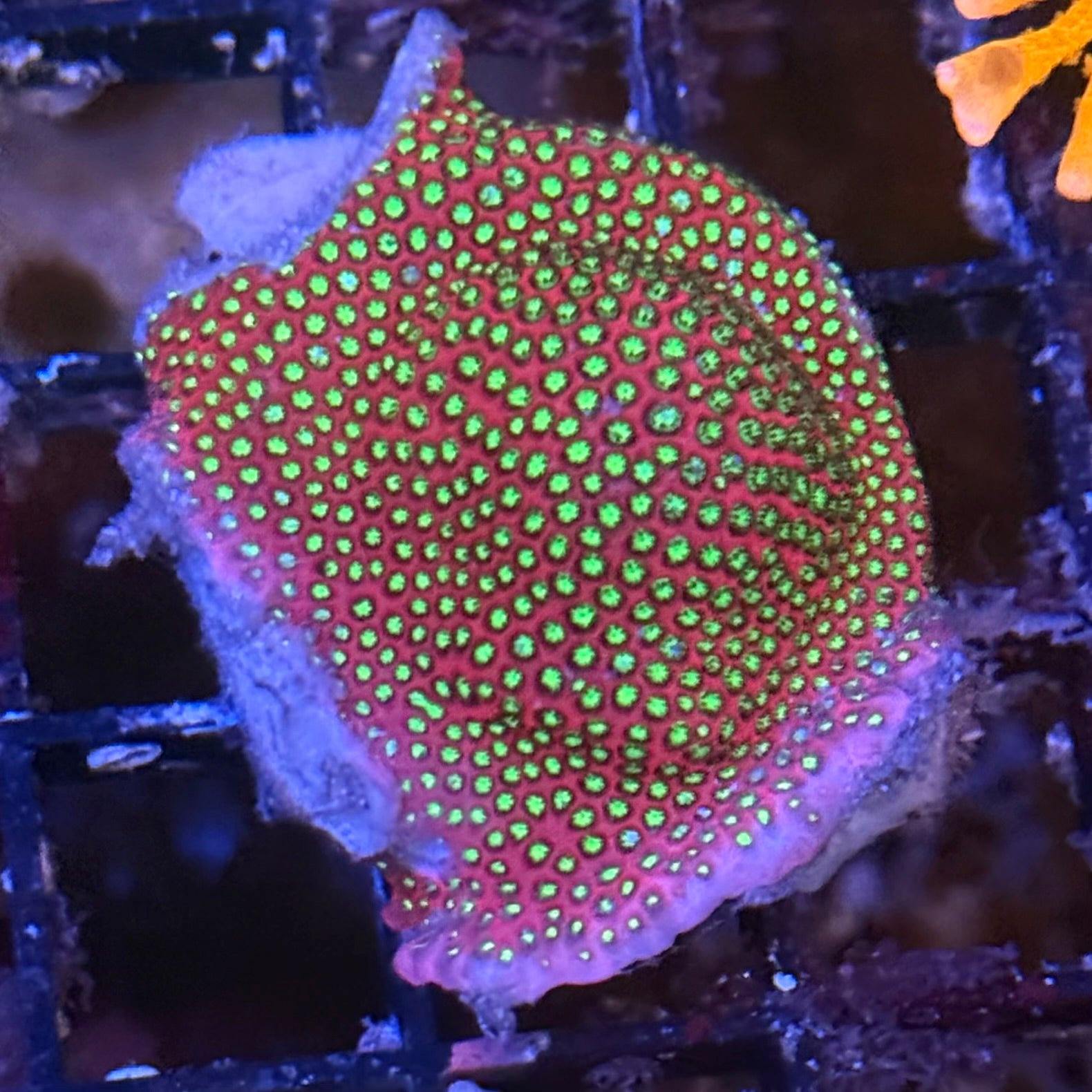 WWC Electric Daisy Stylocoeniella ED2