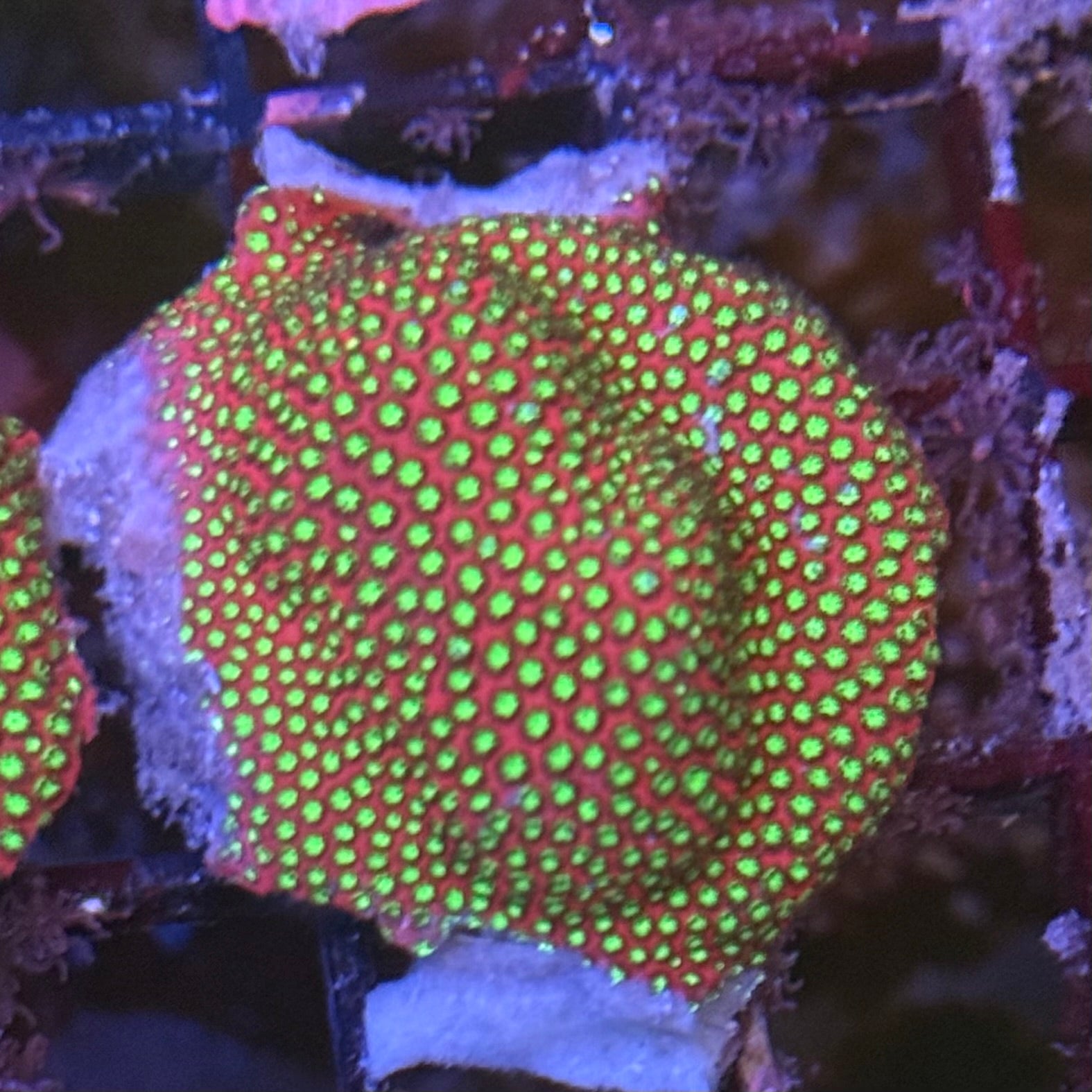 WWC Electric Daisy Stylocoeniella ED5
