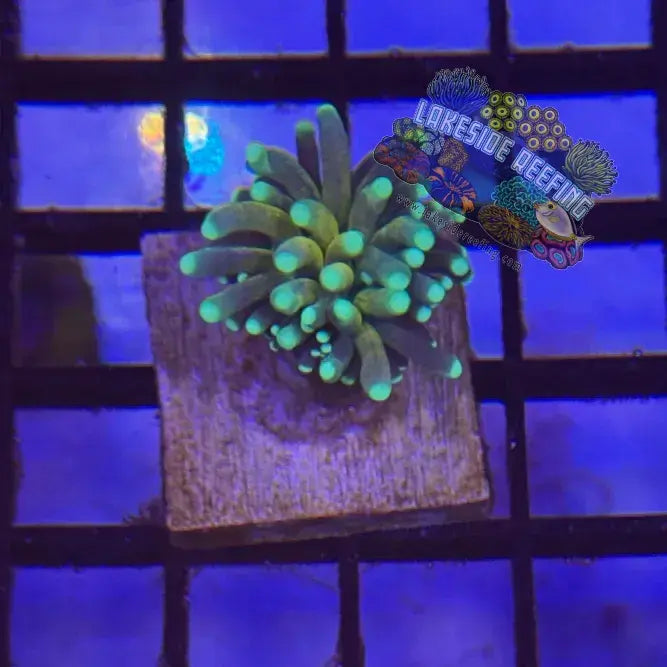 Branching Splitting Tiger Torch Coral R3C Lakeside Reefing