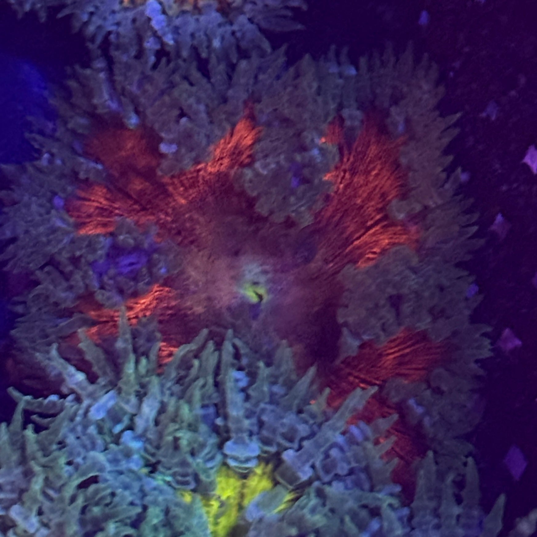 Dark Green and Red Rock Flower Anemone