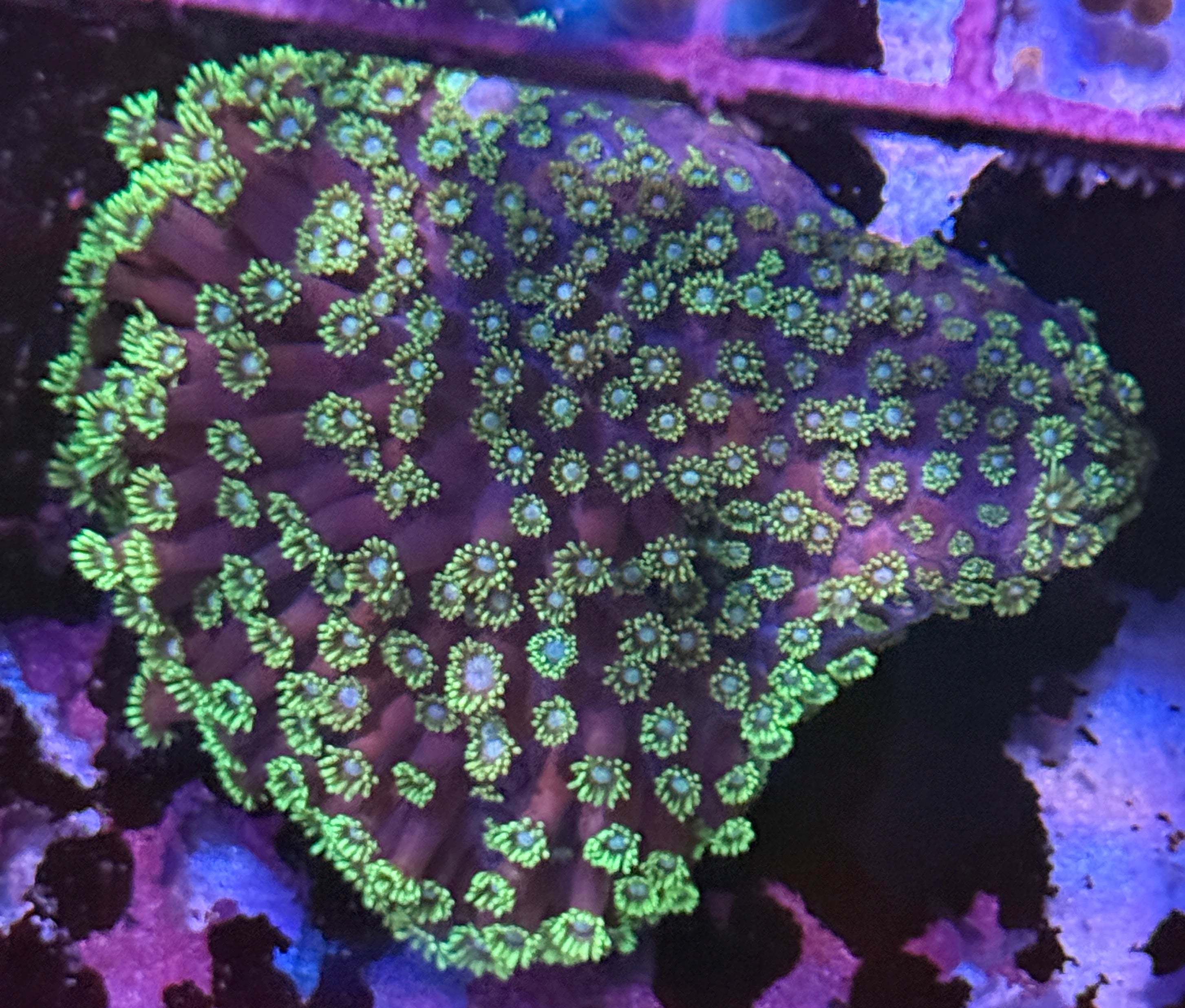 Alveopora Colony