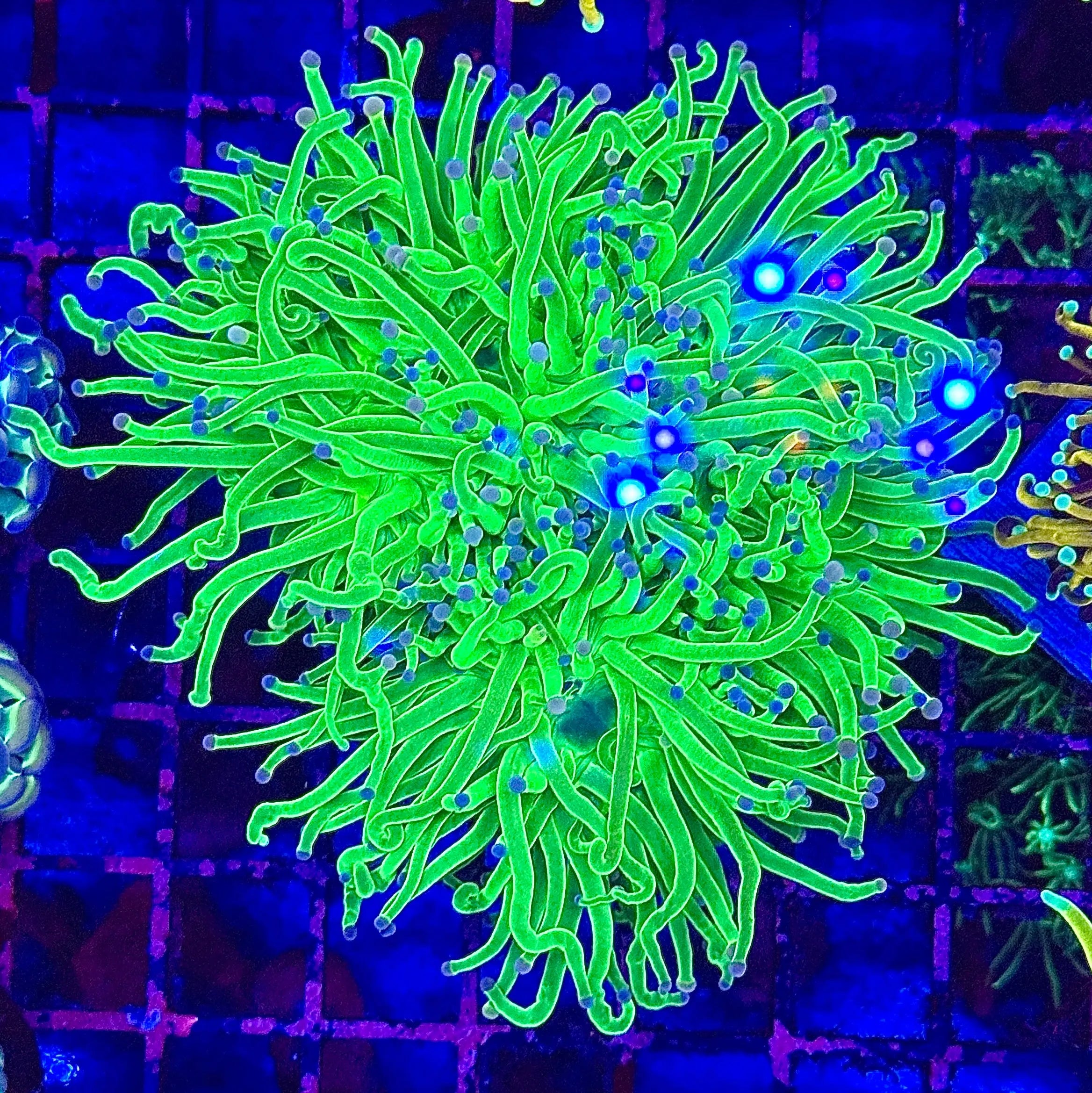 Cotton Candy Torch Coral R4A3