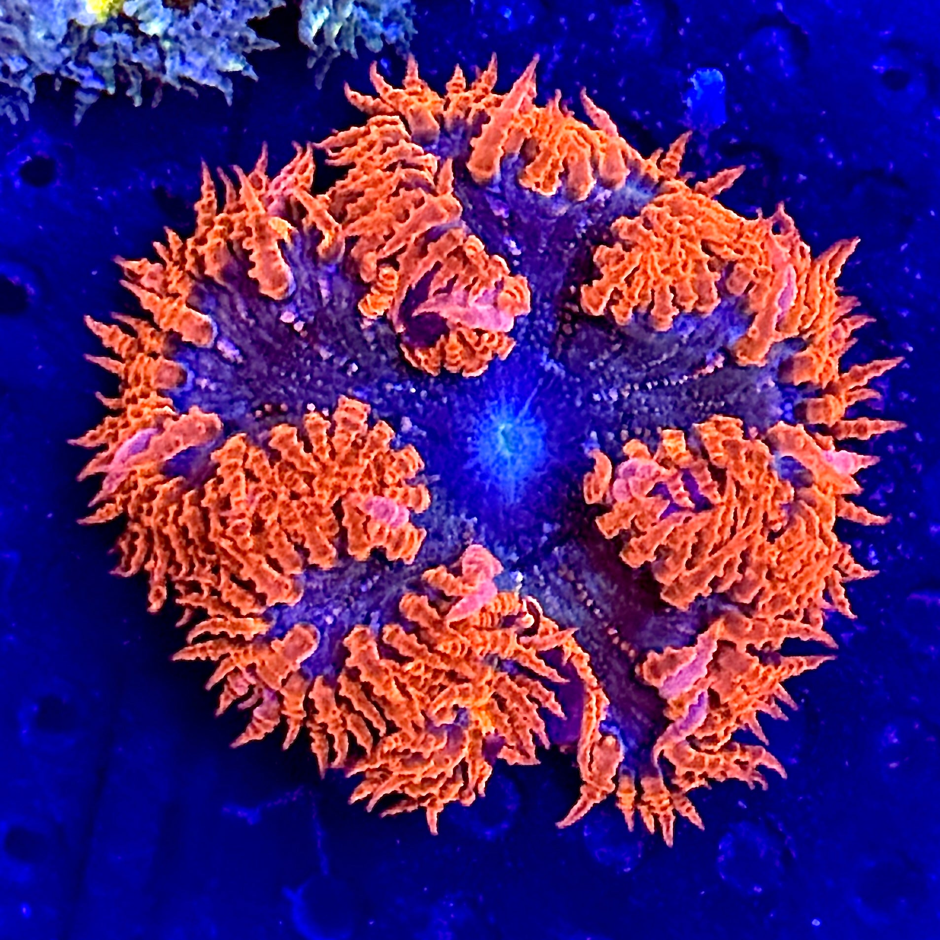 Red and Deep Blue Rock Flower Anemone