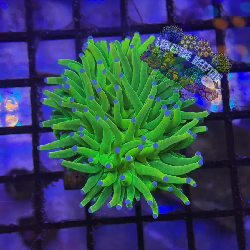 OG Holy Grail Torch Coral R2C Lakeside Reefing