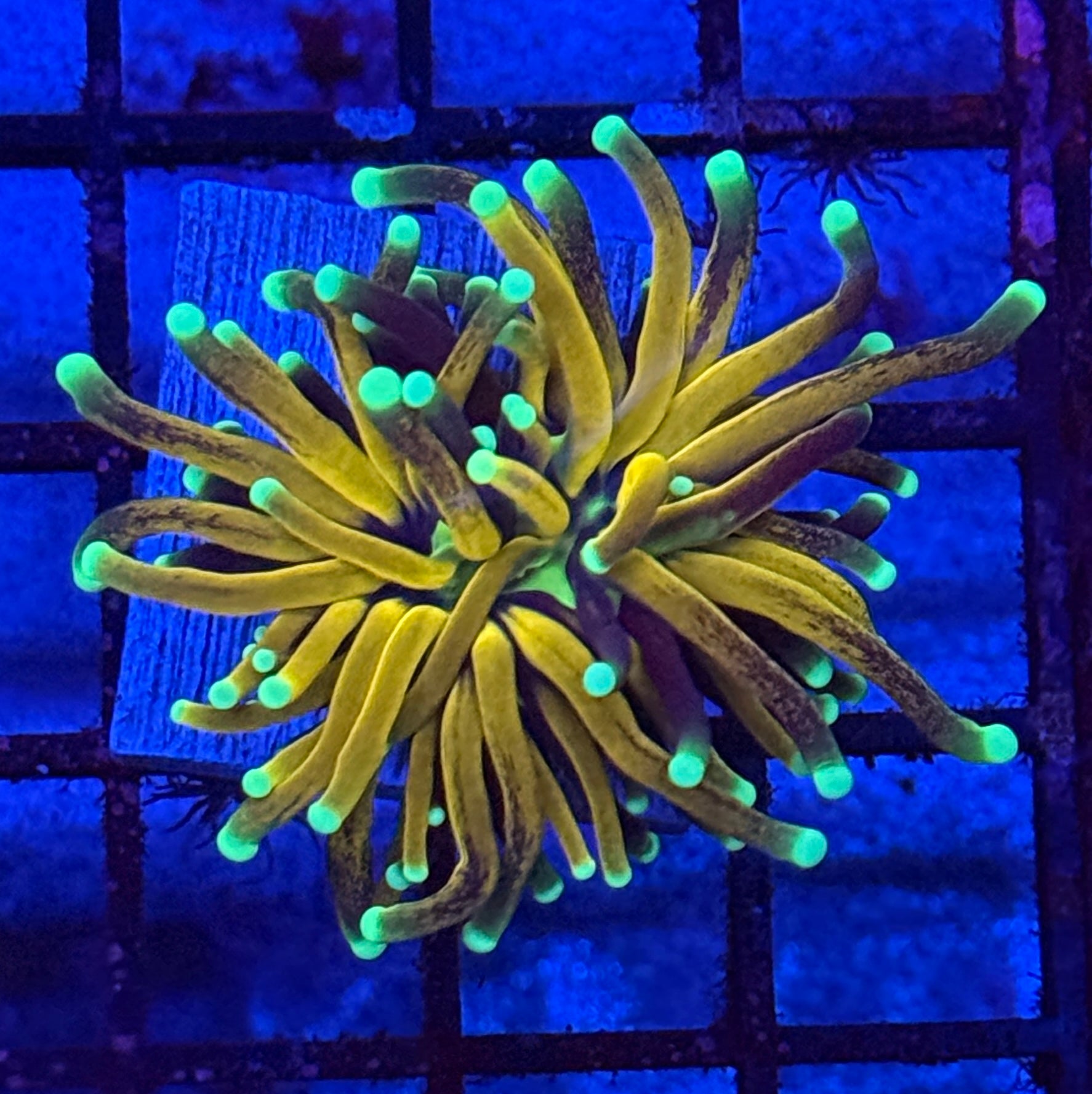 Ultra Bright Tiger Torch Coral R4E2
