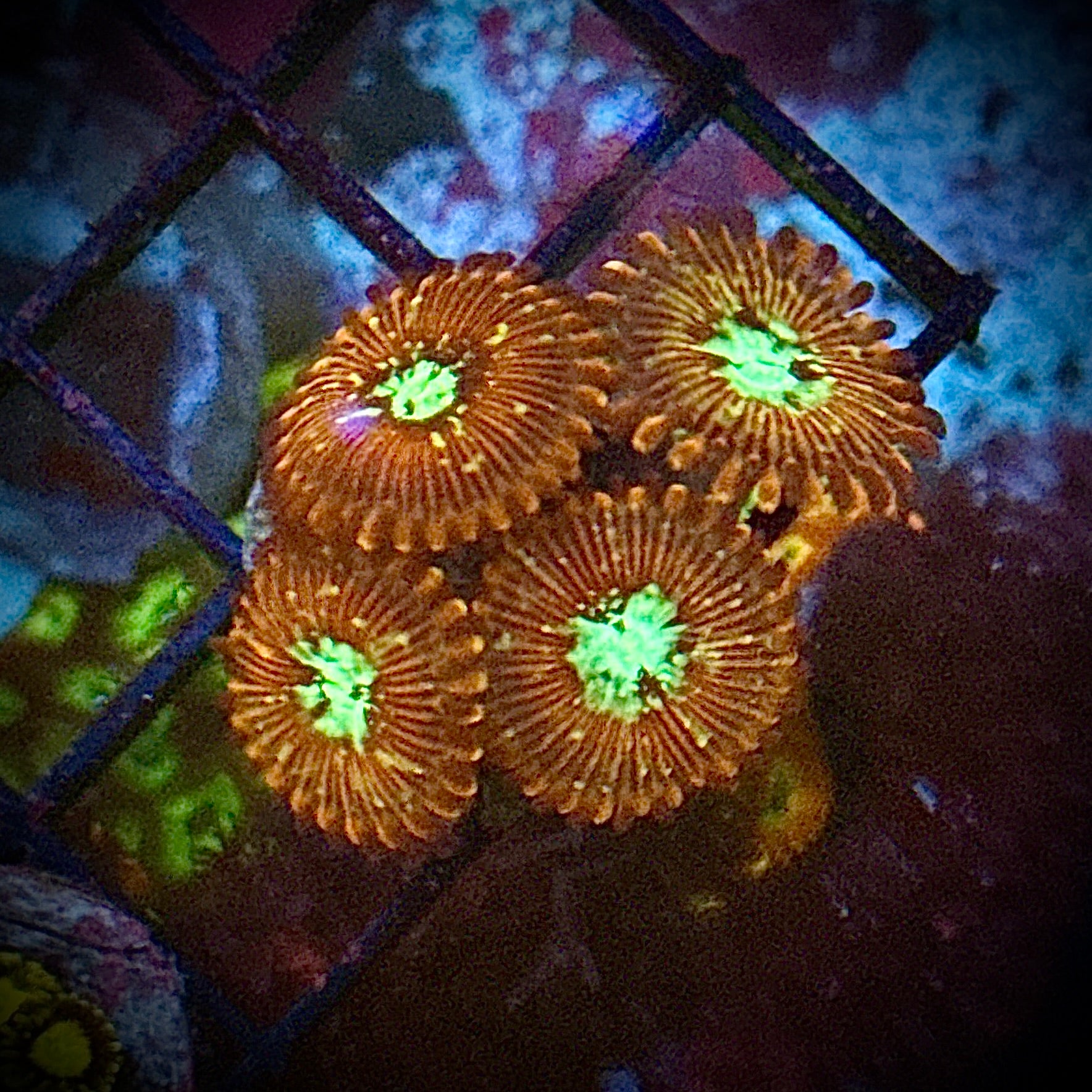 ACI Wizards Zoanthids