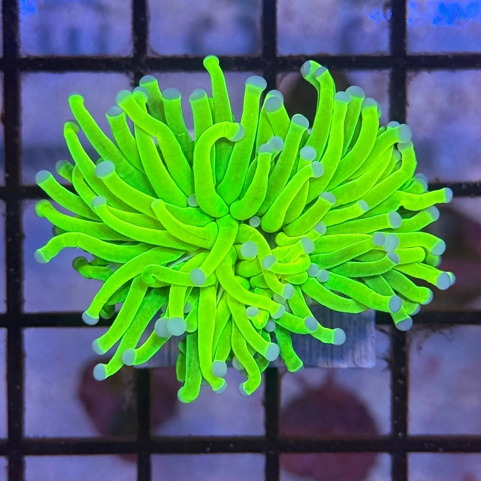 Bright Malaysian Holy Grail Torch Coral R2A1
