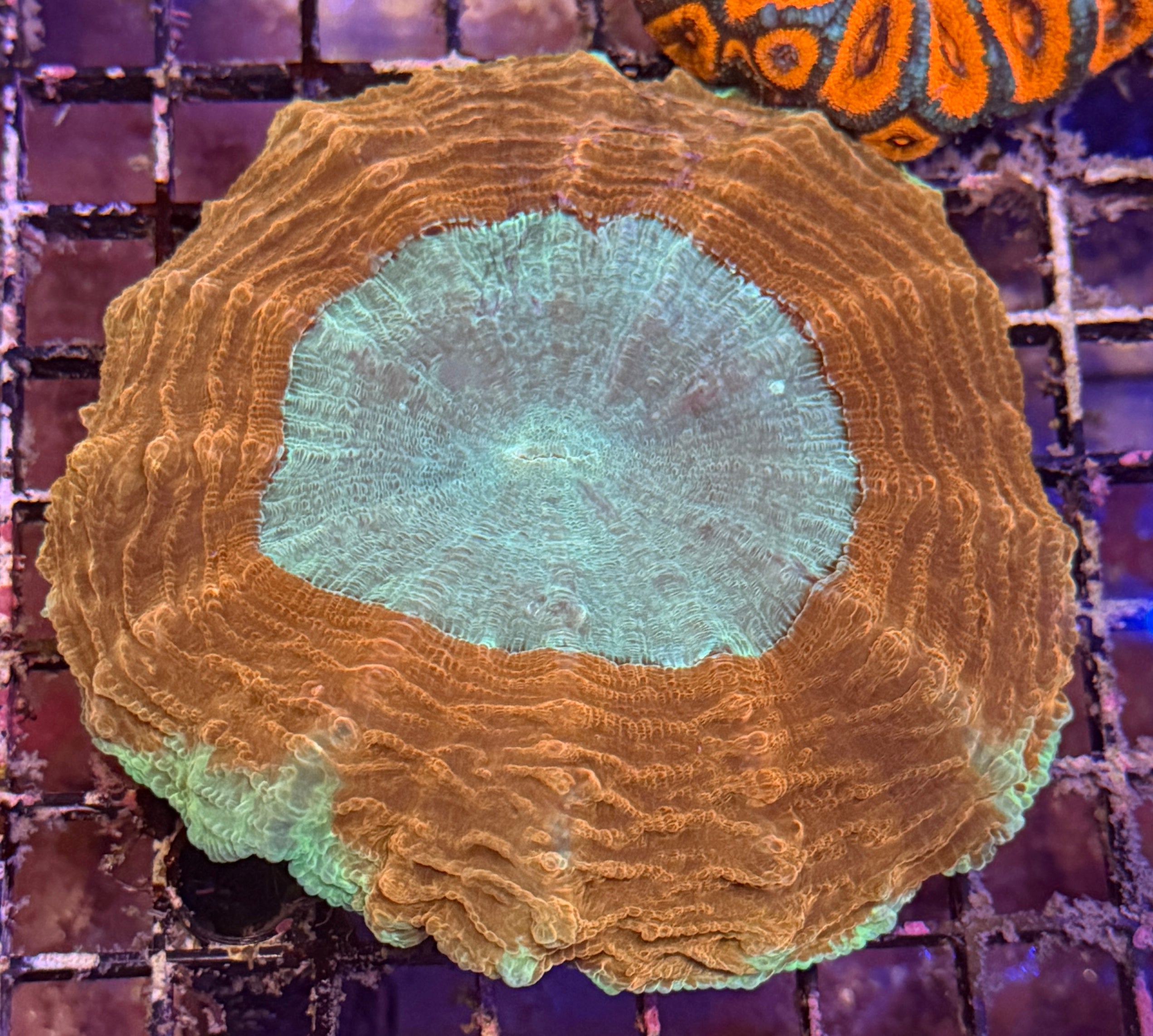 Rose Gold Acantho