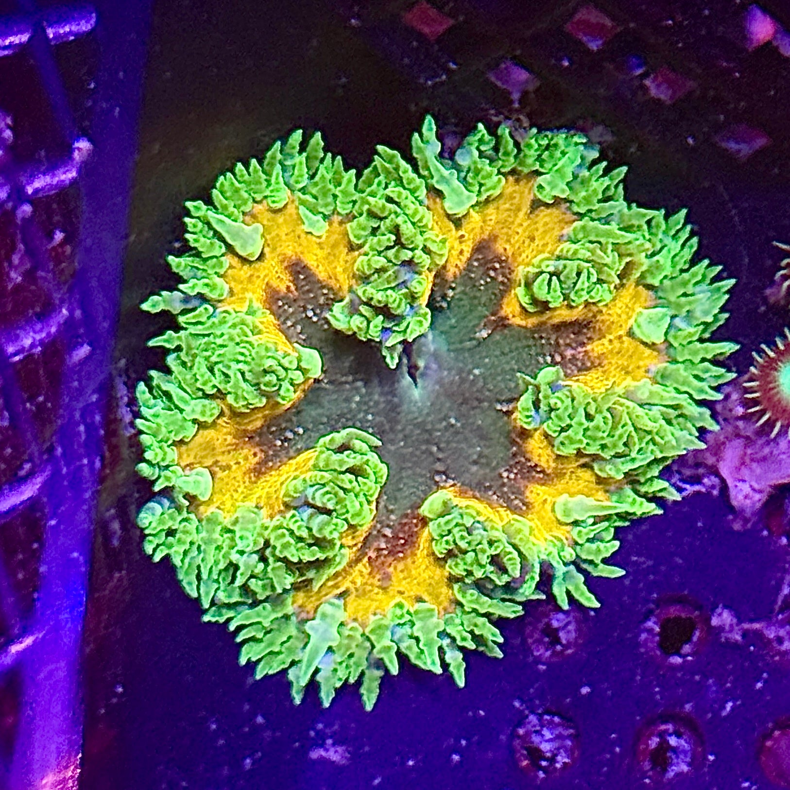 Green and Orange Rock Flower Anemone