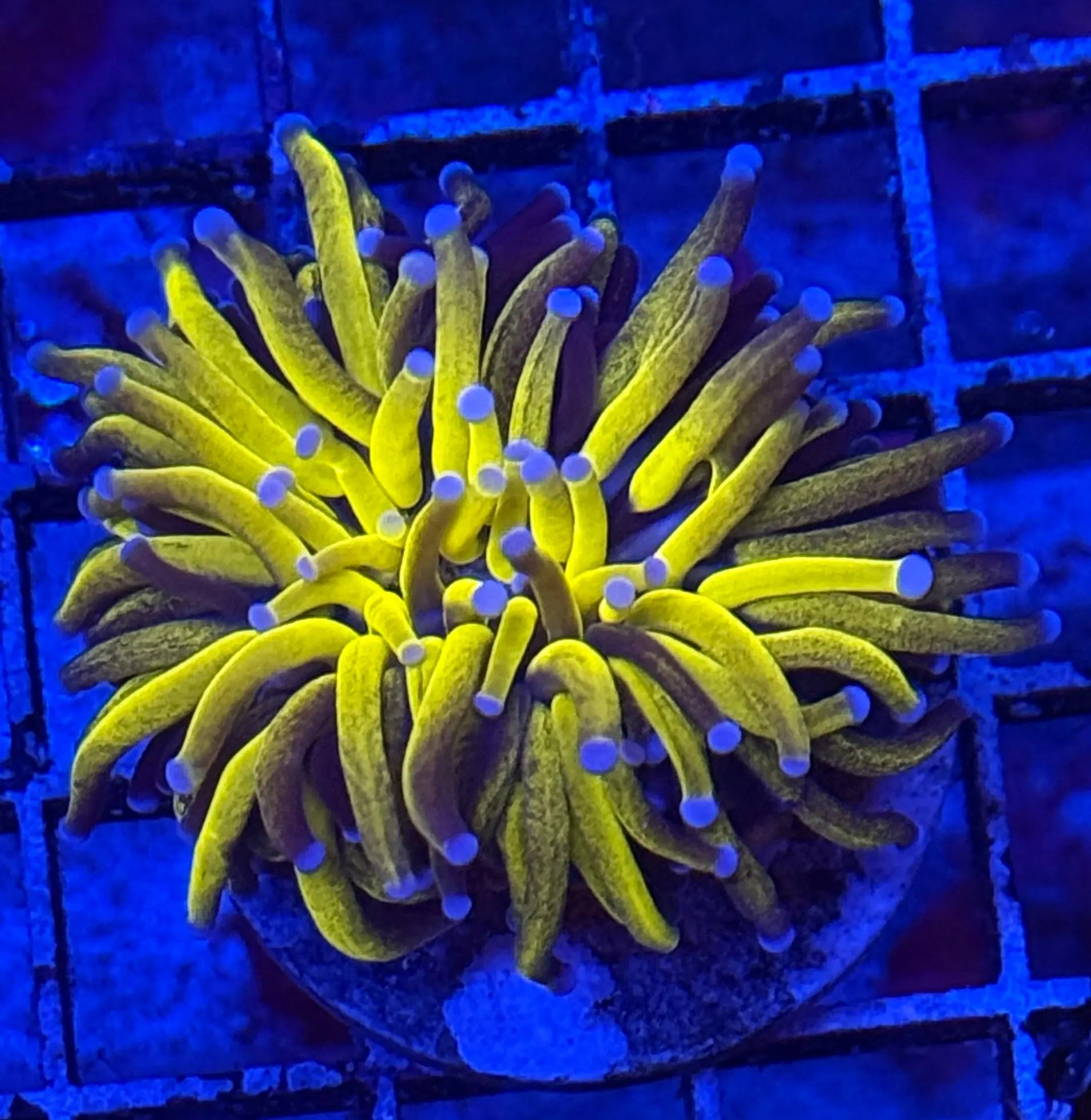 Jumbo Grafted Gold Torch Coral