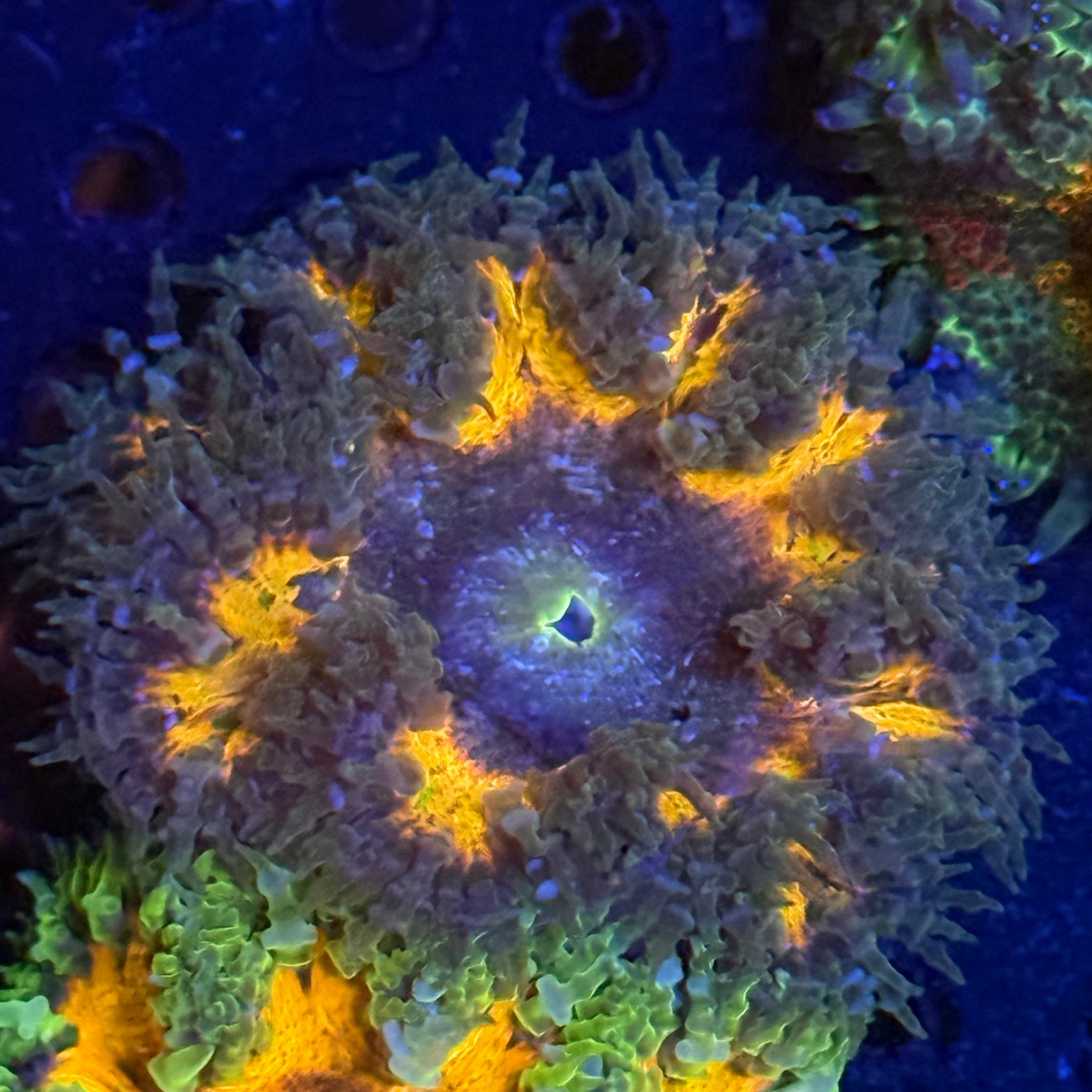 Blue and Orange Rock Flower Anemone