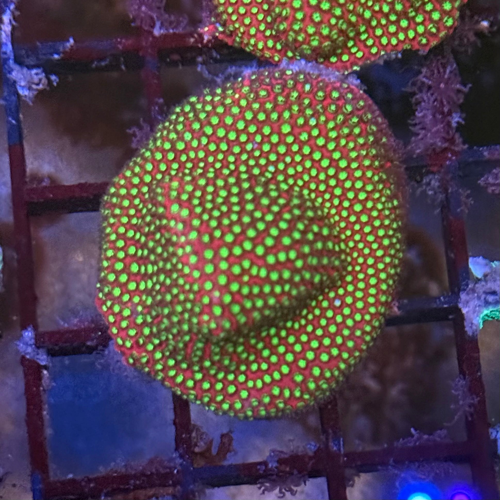 WWC Electric Daisy Stylocoeniella ED3