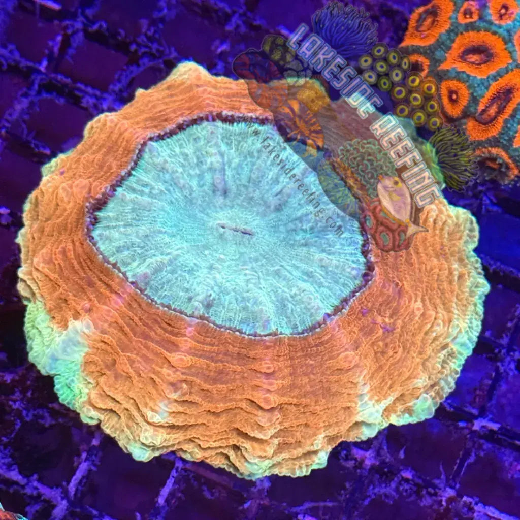 Rose Gold Acantho Lakeside Reefing