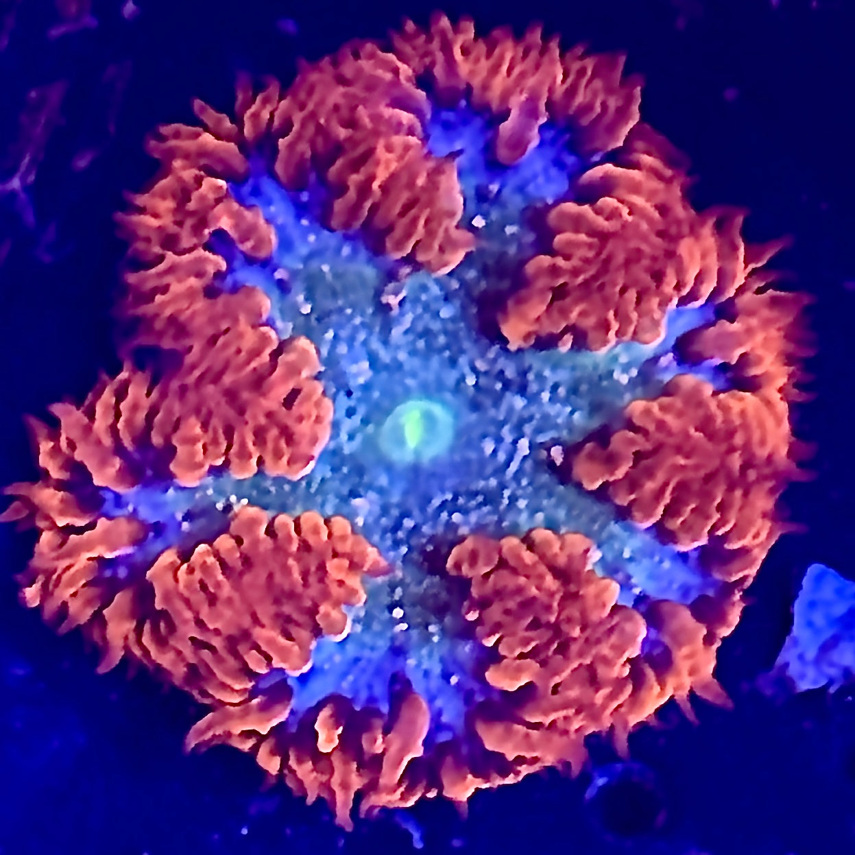 Red and Blue Rock Flower Anemone