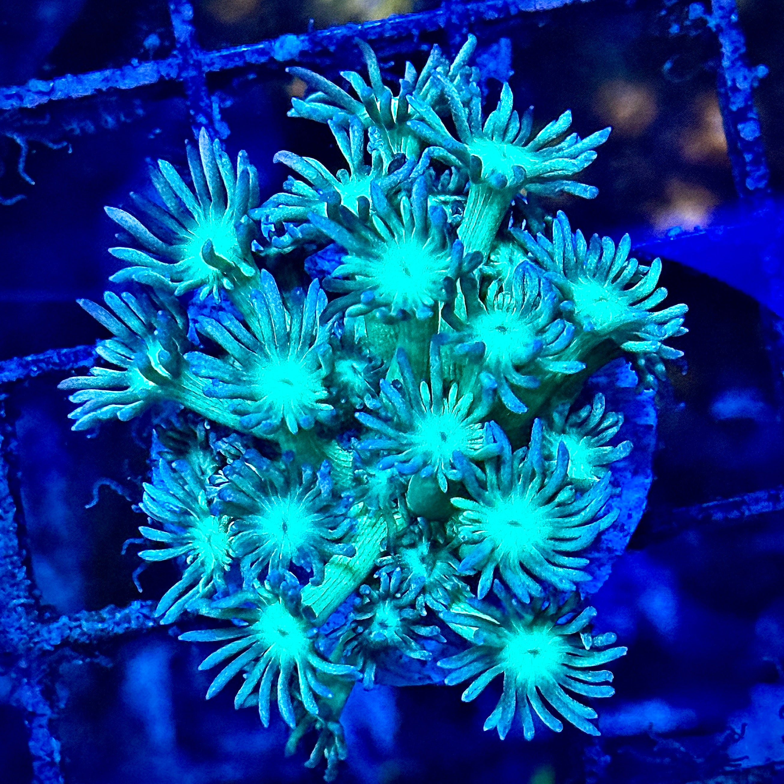 Twinkle Tips Green Goni Coral Frag