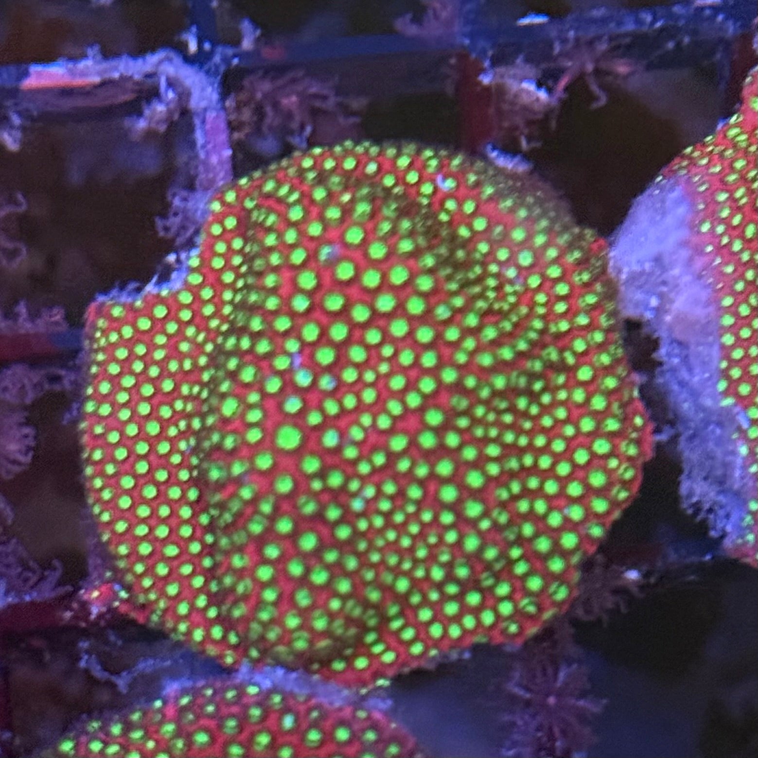 WWC Electric Daisy Stylocoeniella ED4