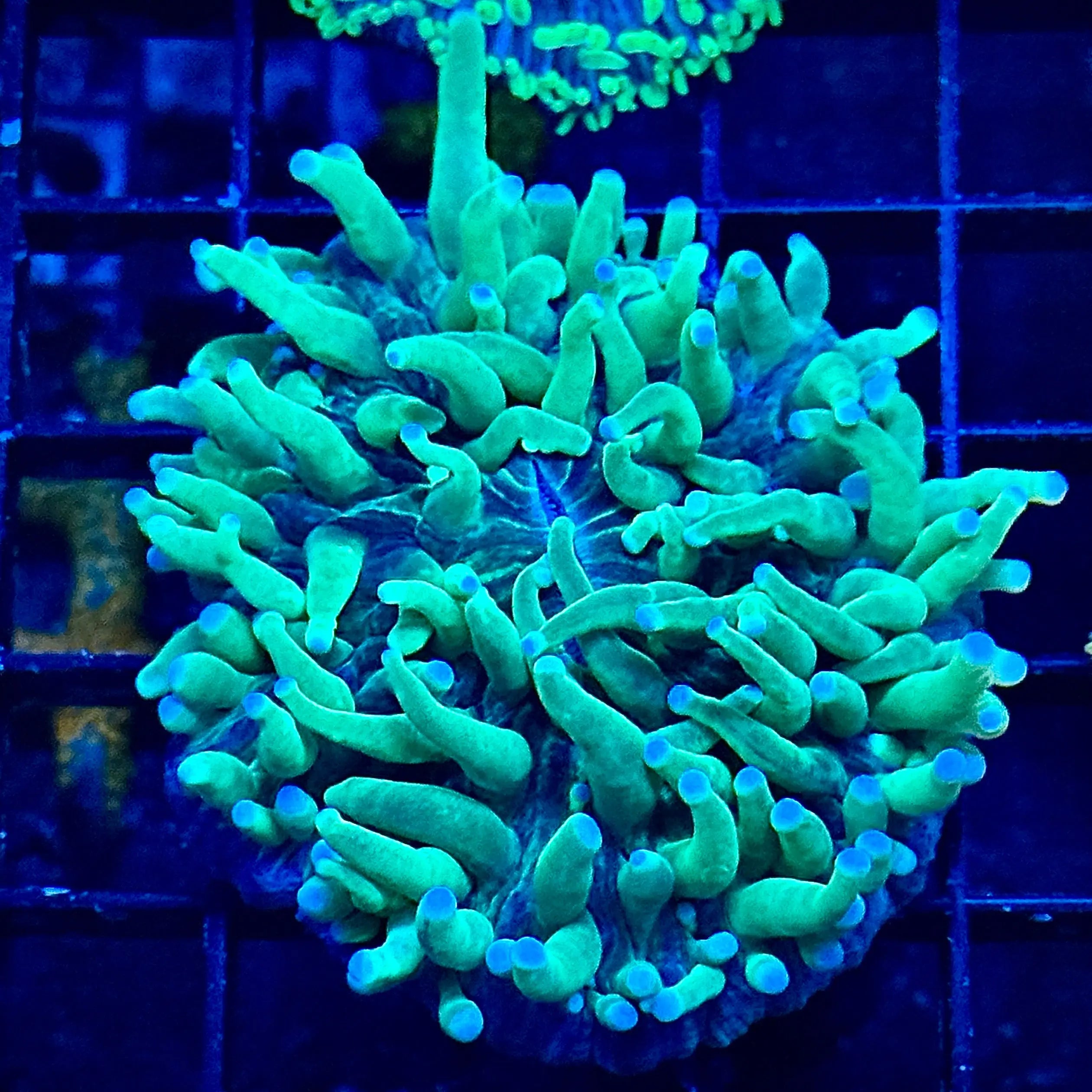Toxic Helio Fungia Plate Coral