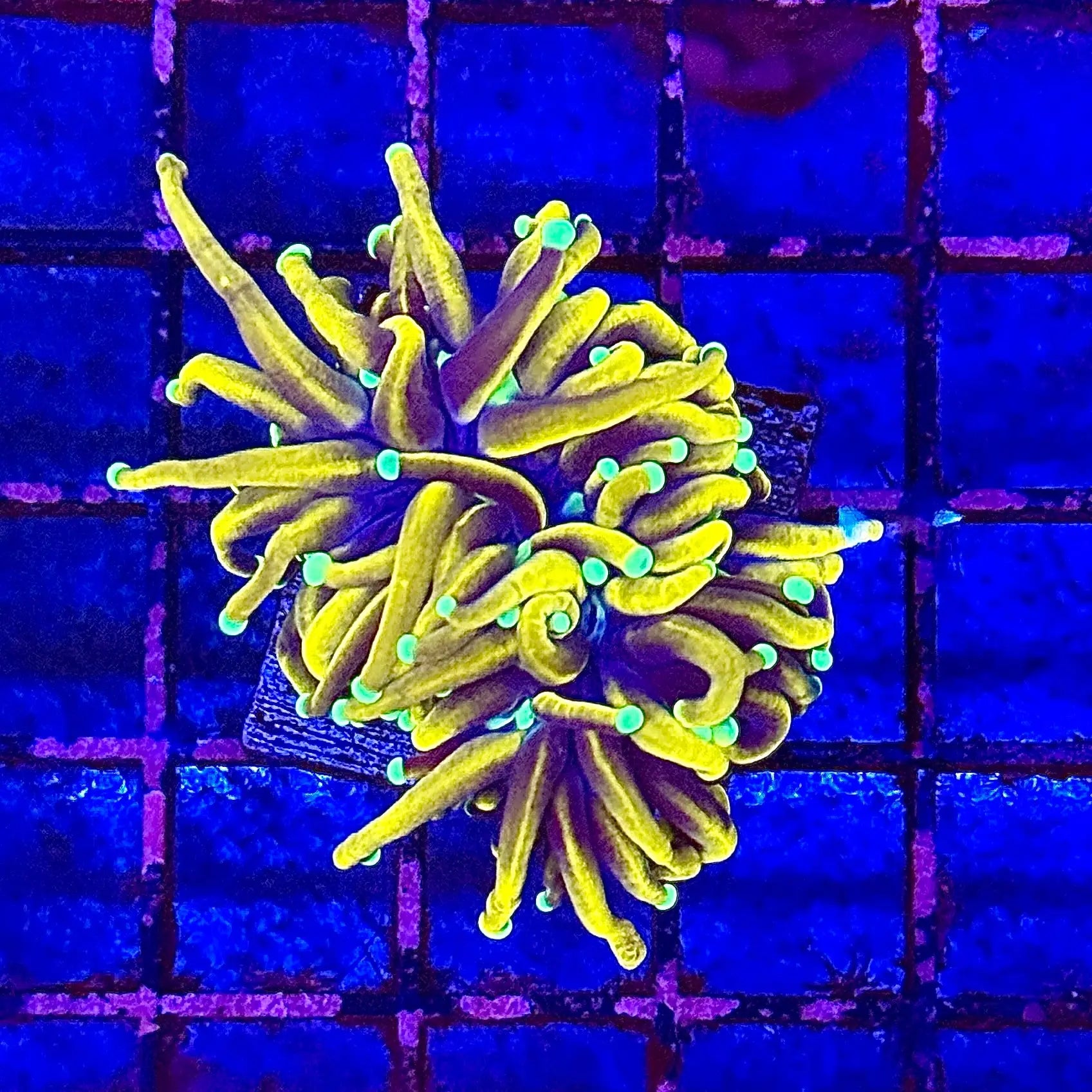 Hellfire Torch Coral R5B1