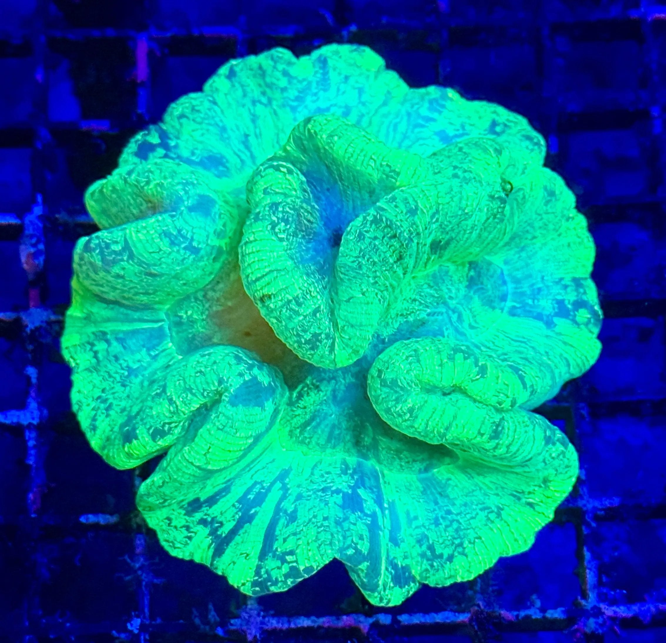 Toxic Green Marbled Welso Coral