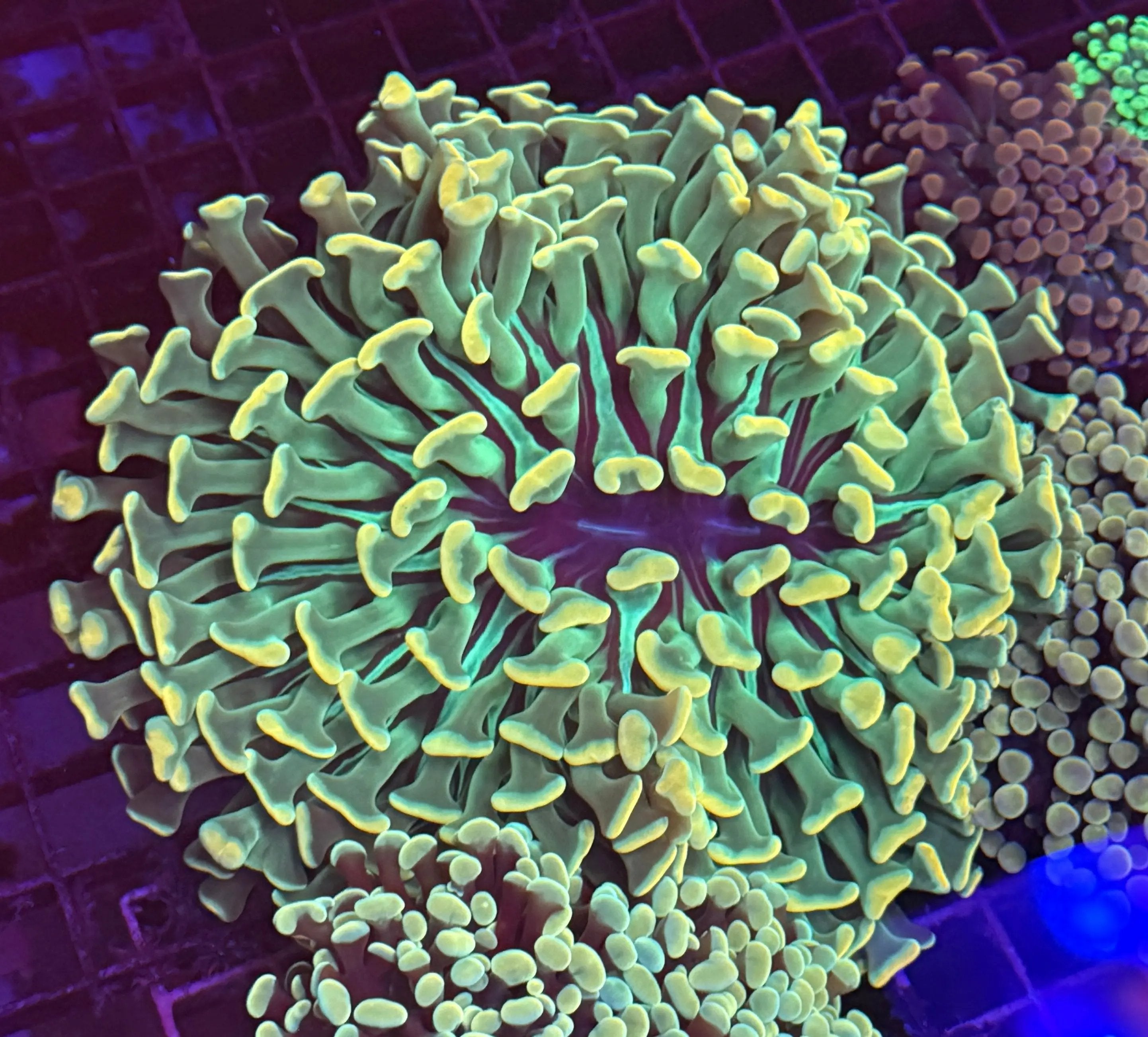 Asian Jumbo Holy Grail Branching Hammer Coral