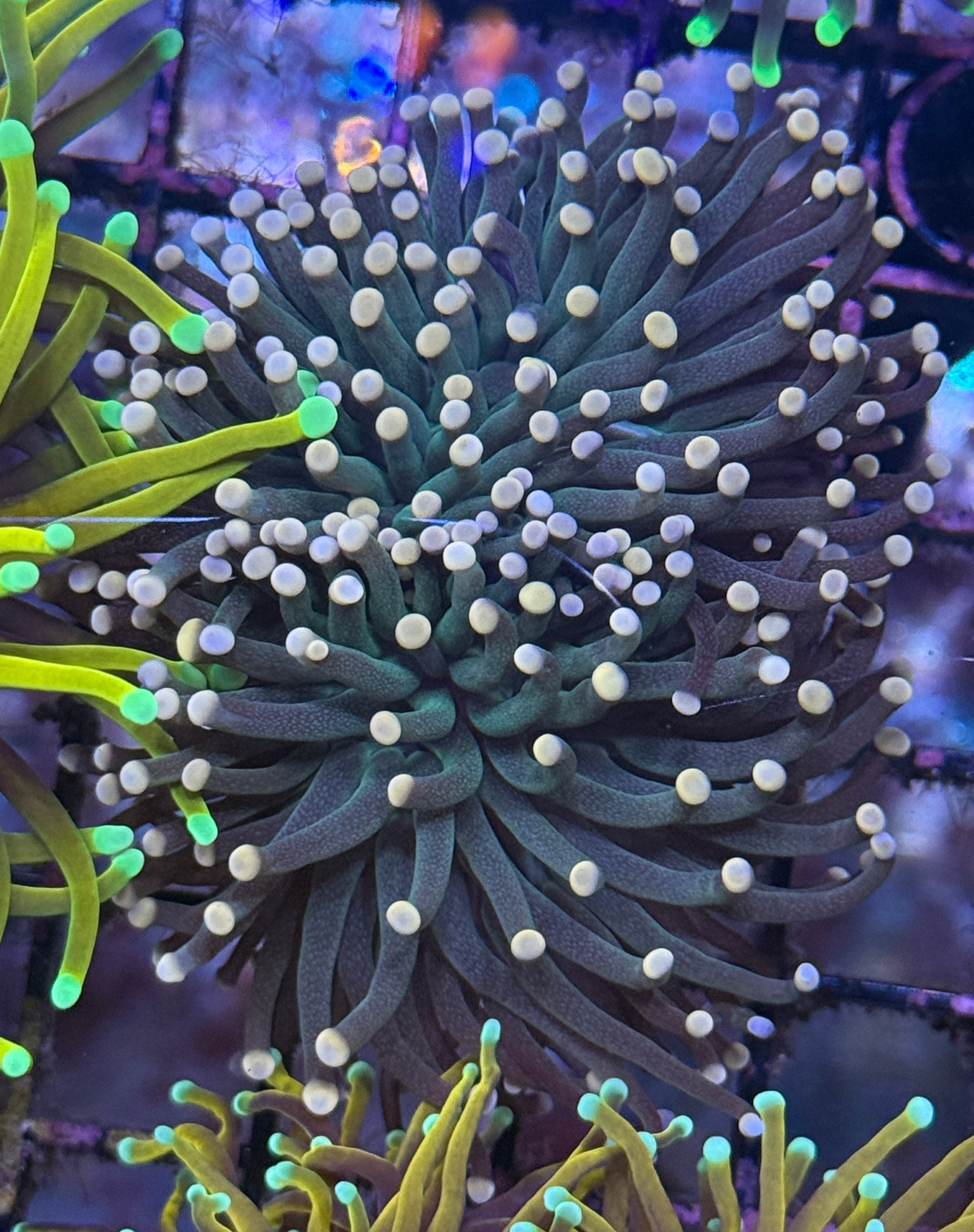 Indo Snake Skin Torch Coral R5C2