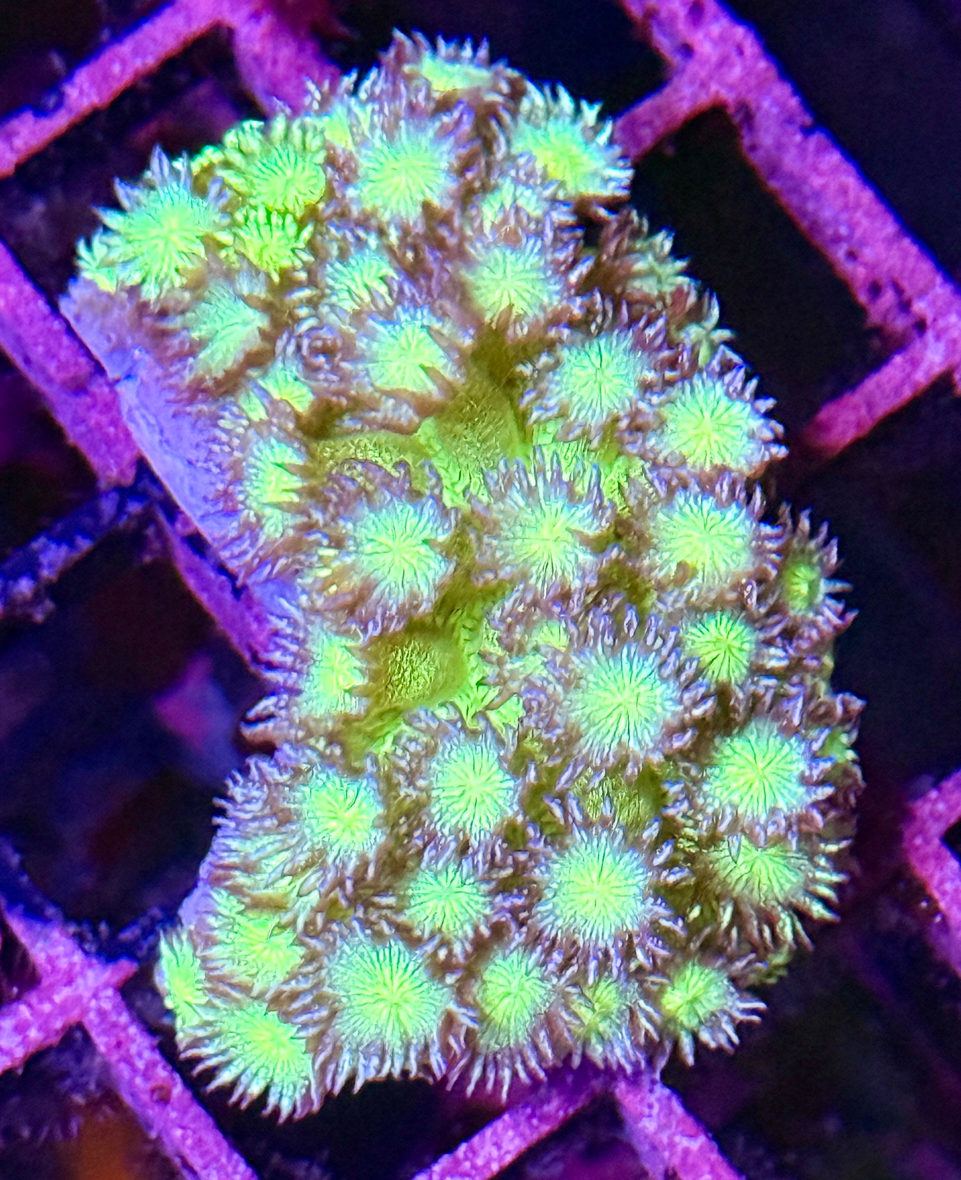 Neon Green Glitter Goni