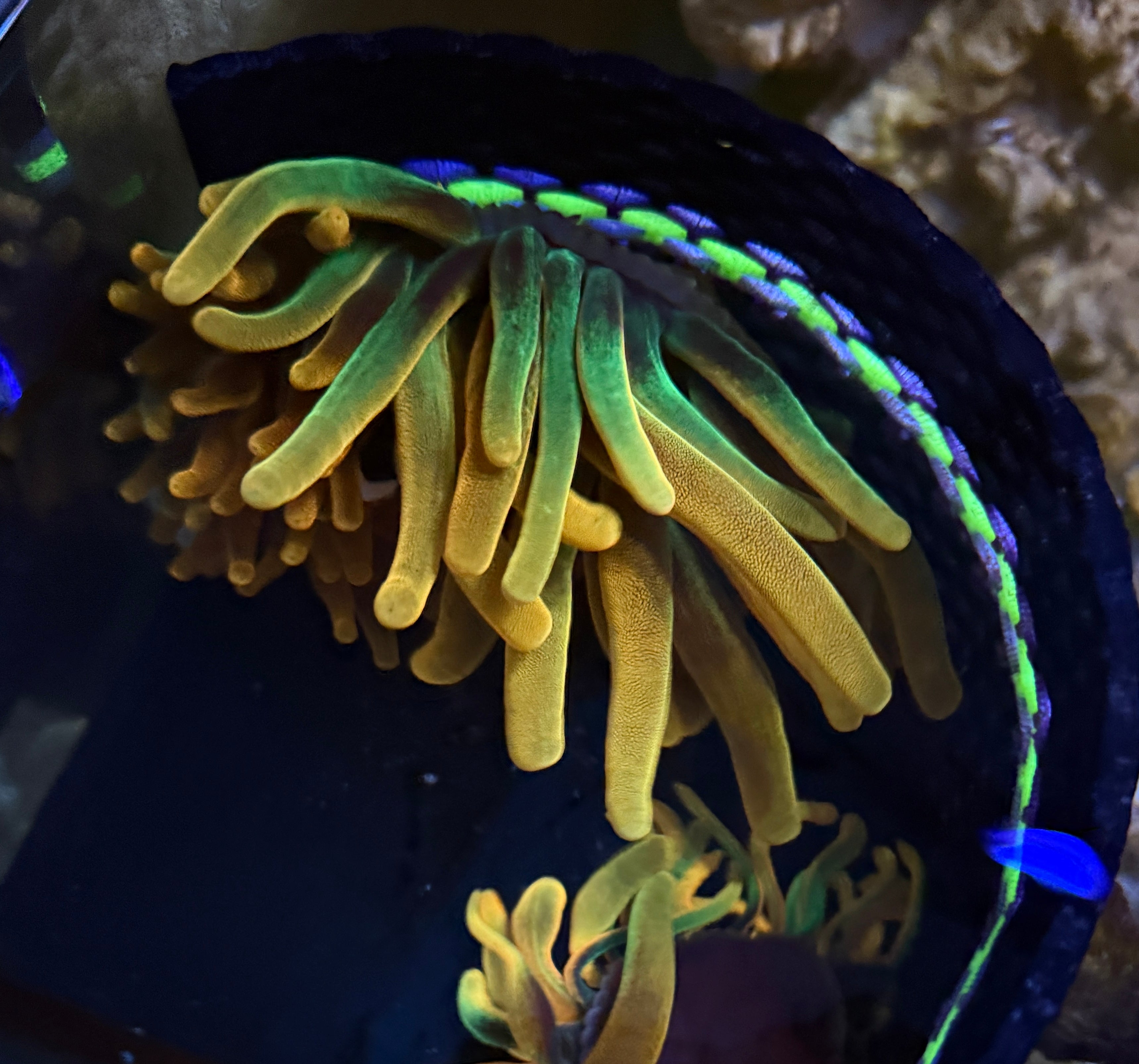 Aquacultured Chicago Sunburst Anenome Med