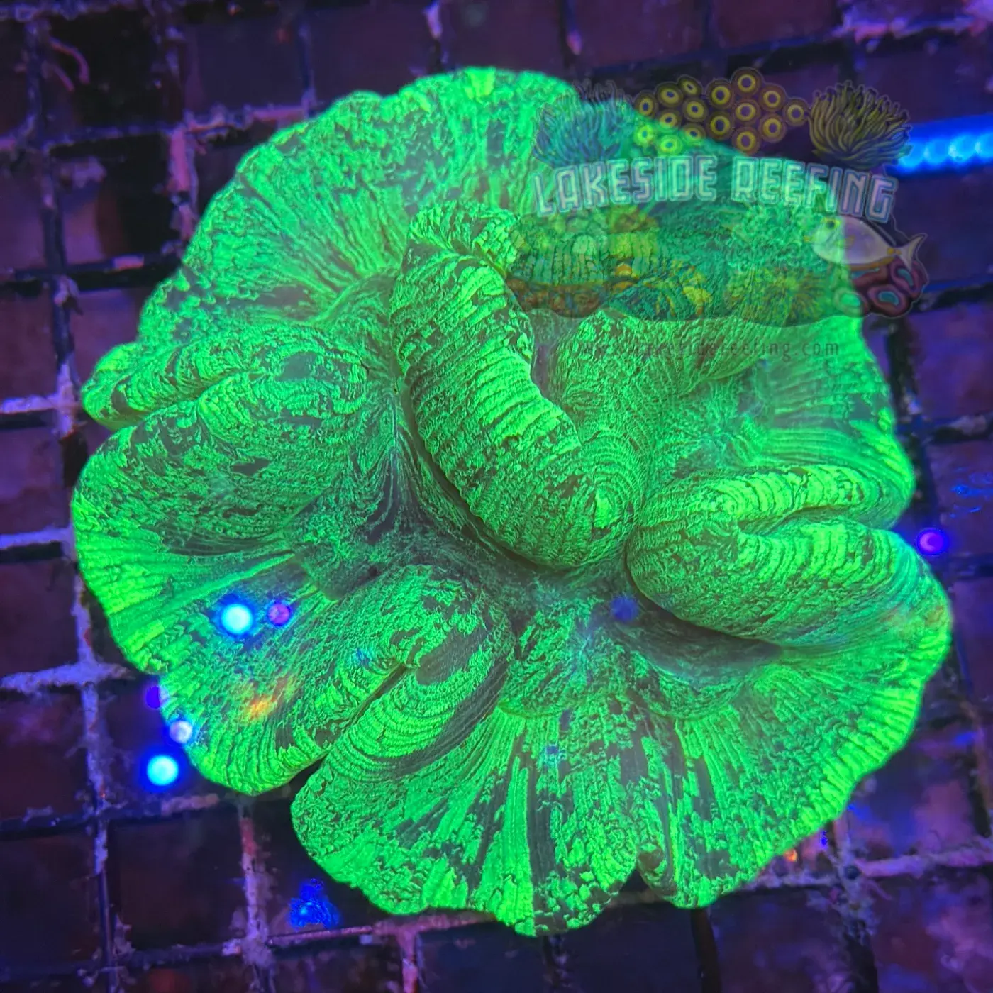 Toxic Green Marbled Welso Coral Lakeside Reefing