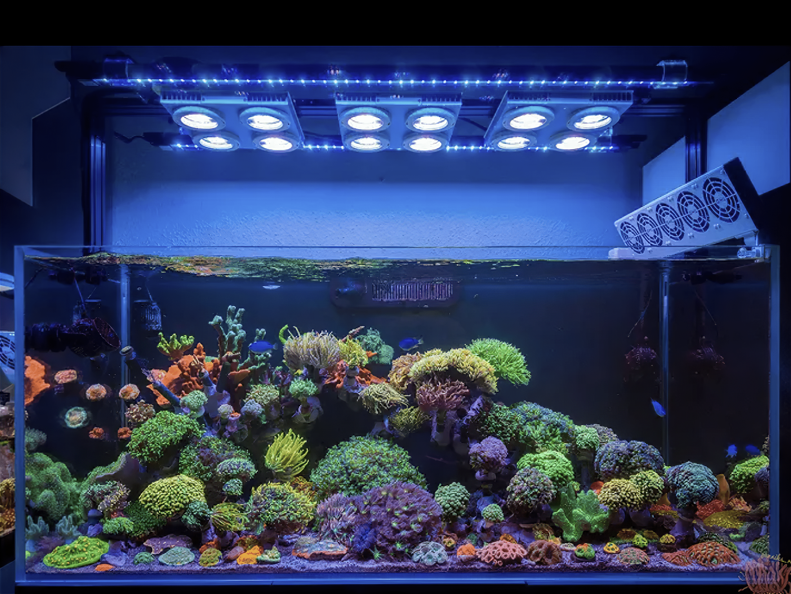 X4 Beast Mode SPS Lighting Bundle All Sizes