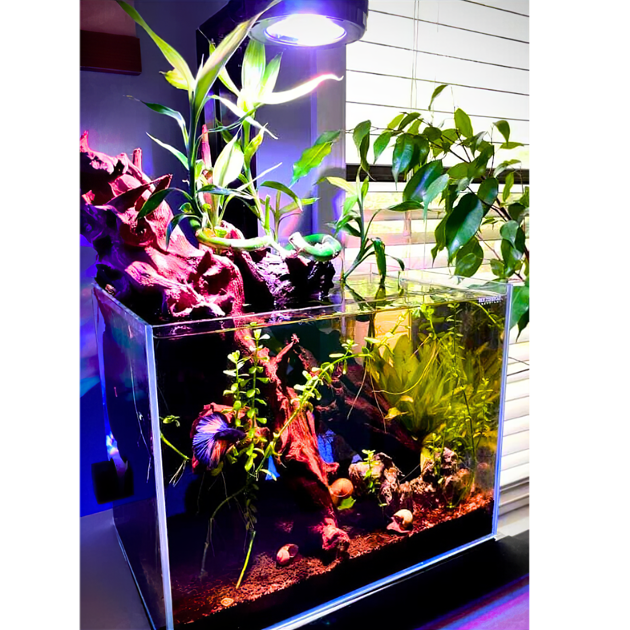 Dalua International LLC Illumagic Pixels AQUARIUM LIGHTING
