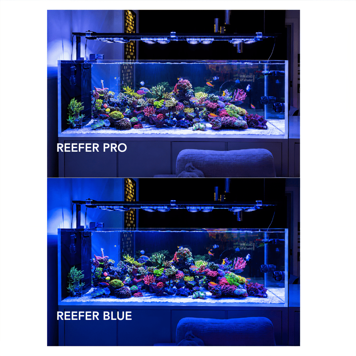 Dalua International LLC X4 Beast Mode SPS Reef Lighting Bundle lighting bundle pack