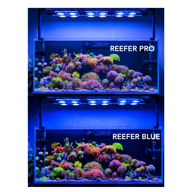 Dalua International LLC X4 Beast Mode SPS Reef Lighting Bundle lighting bundle pack